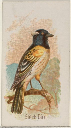Stitch Bird, from the Song Birds of the World series (N23) for Allen & Ginter Cigarettes