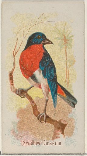 Swallow Dicaeum, from the Song Birds of the World series (N23) for Allen & Ginter Cigarettes