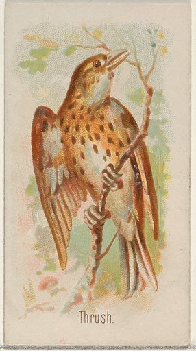 Thrush, from the Song Birds of the World series (N23) for Allen & Ginter Cigarettes