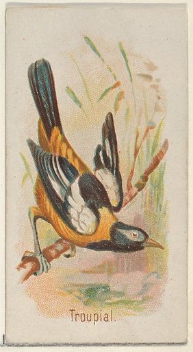 Troupial, from the Song Birds of the World series (N23) for Allen & Ginter Cigarettes