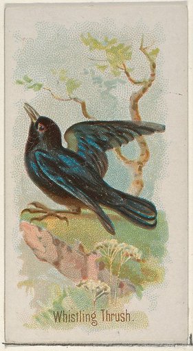 Whistling Thrush, from the Song Birds of the World series (N23) for Allen & Ginter Cigarettes