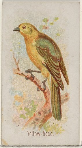 Yellow-head, from the Song Birds of the World series (N23) for Allen & Ginter Cigarettes