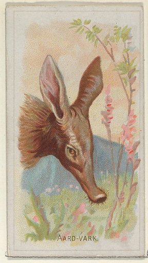 Aardvark, from the Wild Animals of the World series (N25) for Allen & Ginter Cigarettes