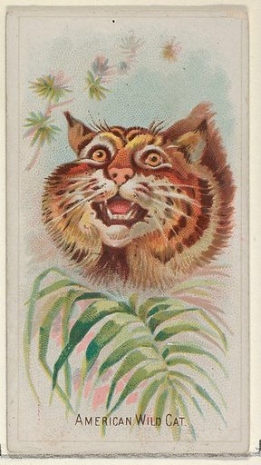 American Wild Cat, from the Wild Animals of the World series (N25) for Allen & Ginter Cigarettes