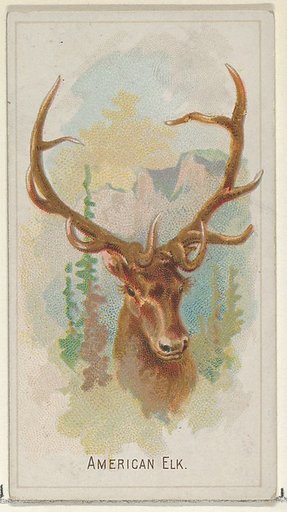 American Elk, from the Wild Animals of the World series (N25) for Allen & Ginter Cigarettes