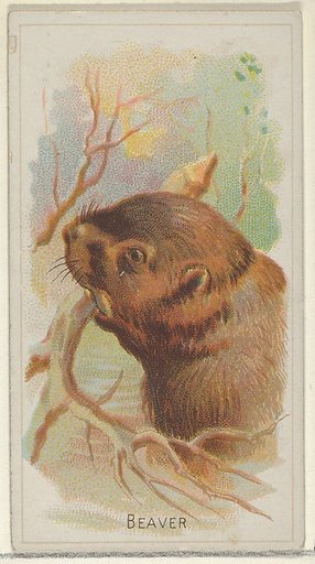Beaver, from the Wild Animals of the World series (N25) for Allen & Ginter Cigarettes