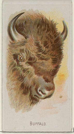 Buffalo, from the Wild Animals of the World series (N25) for Allen & Ginter Cigarettes