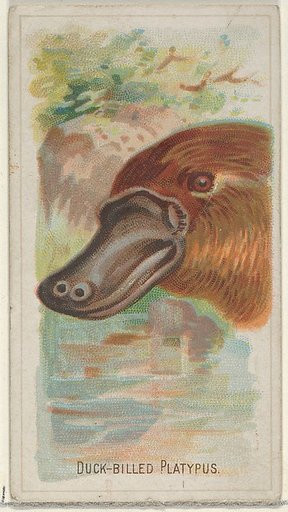 Duck-Billed Platypus, from the Wild Animals of the World series (N25) for Allen & Ginter Cigarettes