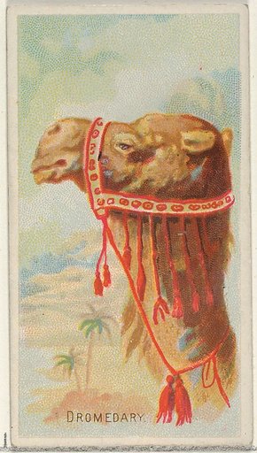 Dromedary, from the Wild Animals of the World series (N25) for Allen & Ginter Cigarettes