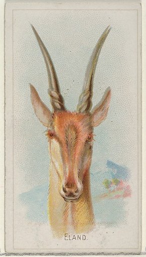 Eland, from the Wild Animals of the World series (N25) for Allen & Ginter Cigarettes