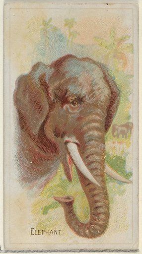 Elephant, from the Wild Animals of the World series (N25) for Allen & Ginter Cigarettes