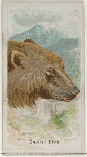 Grizzly Bear, from the Wild Animals of the World series (N25) for Allen & Ginter Cigarettes
