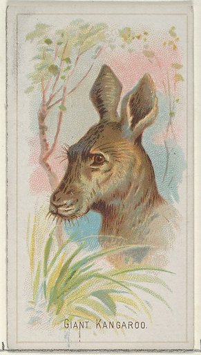 Giant Kangaroo, from the Wild Animals of the World series (N25) for Allen & Ginter Cigarettes