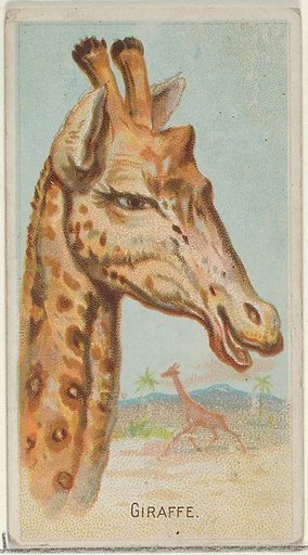 Giraffe, from the Wild Animals of the World series (N25) for Allen & Ginter Cigarettes