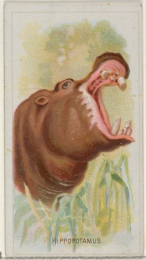 Hippopotamus, from the Wild Animals of the World series (N25) for Allen & Ginter Cigarettes