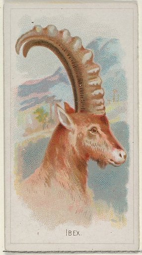 Ibex, from the Wild Animals of the World series (N25) for Allen & Ginter Cigarettes