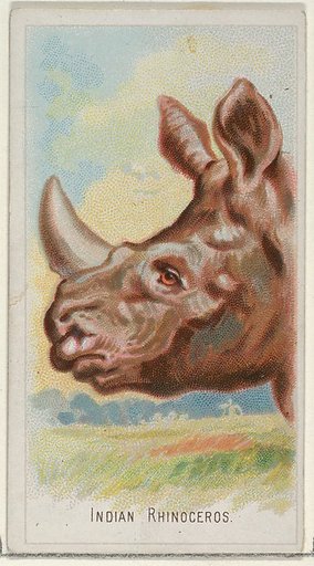 Indian Rhinoceros, from the Wild Animals of the World series (N25) for Allen & Ginter Cigarettes