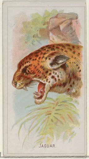 Jaguar, from the Wild Animals of the World series (N25) for Allen & Ginter Cigarettes