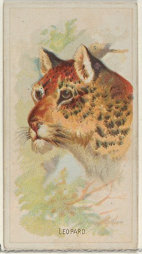 Leopard, from the Wild Animals of the World series (N25) for Allen & Ginter Cigarettes