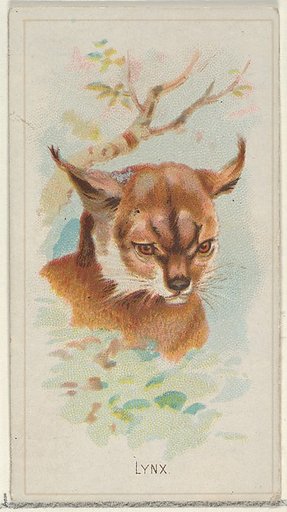Lynx, from the Wild Animals of the World series (N25) for Allen & Ginter Cigarettes