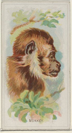 Monkey, from the Wild Animals of the World series (N25) for Allen & Ginter Cigarettes