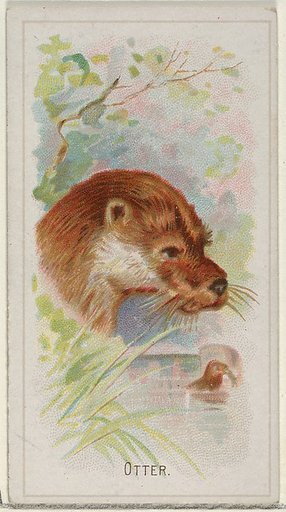Otter, from the Wild Animals of the World series (N25) for Allen & Ginter Cigarettes