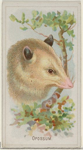 Opossum, from the Wild Animals of the World series (N25) for Allen & Ginter Cigarettes