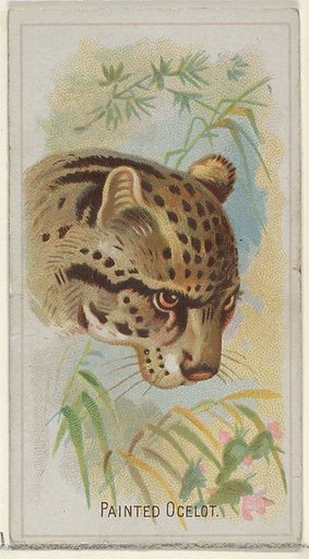 Painted Ocelot, from the Wild Animals of the World series (N25) for Allen & Ginter Cigarettes