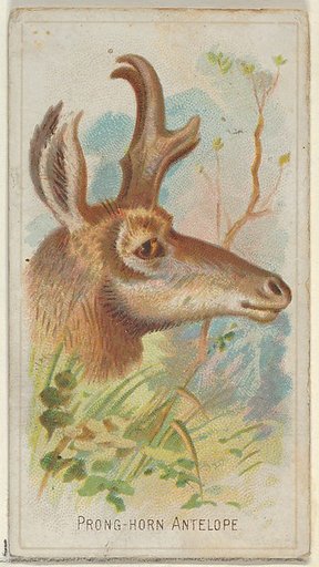 Prong-Horn Antelope, from the Wild Animals of the World series (N25) for Allen & Ginter Cigarettes