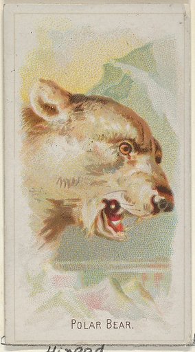 Polar Bear, from the Wild Animals of the World series (N25) for Allen & Ginter Cigarettes