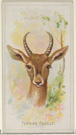 Persian Gazelle, from the Wild Animals of the World series (N25) for Allen & Ginter Cigarettes