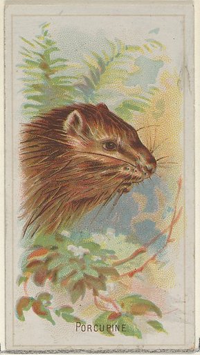 Porcupine, from the Wild Animals of the World series (N25) for Allen & Ginter Cigarettes