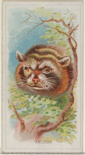 Raccoon, from the Wild Animals of the World series (N25) for Allen & Ginter Cigarettes