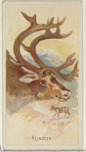 Reindeer, from the Wild Animals of the World series (N25) for Allen & Ginter Cigarettes