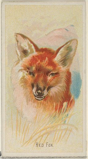 Red Fox, from the Wild Animals of the World series (N25) for Allen & Ginter Cigarettes