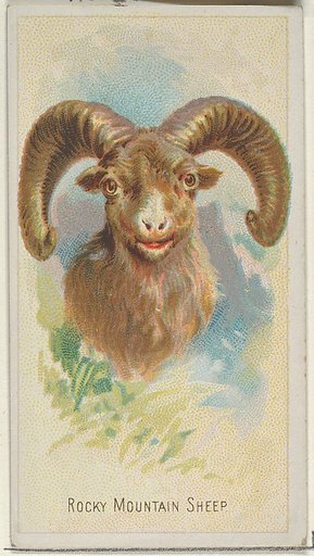 Rocky Mountain Sheep, from the Wild Animals of the World series (N25) for Allen & Ginter Cigarettes
