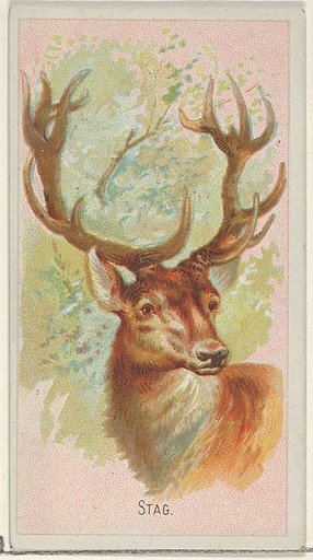 Stag, from the Wild Animals of the World series (N25) for Allen & Ginter Cigarettes