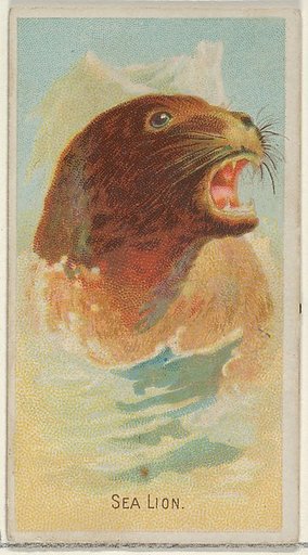 Sea Lion, from the Wild Animals of the World series (N25) for Allen & Ginter Cigarettes