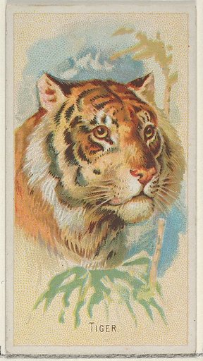 Tiger, from the Wild Animals of the World series (N25) for Allen & Ginter Cigarettes