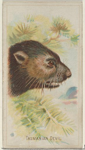 Tasmanian Devil, from the Wild Animals of the World series (N25) for Allen & Ginter Cigarettes