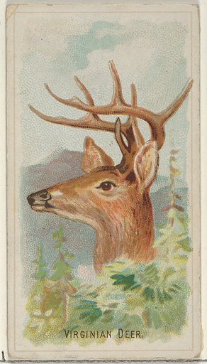 Virginian Deer, from the Wild Animals of the World series (N25) for Allen & Ginter Cigarettes