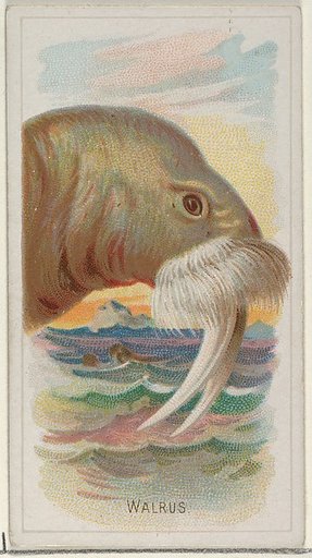 Walrus, from the Wild Animals of the World series (N25) for Allen & Ginter Cigarettes