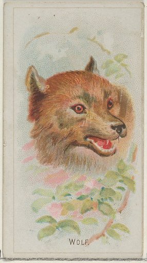 Wolf, from the Wild Animals of the World series (N25) for Allen & Ginter Cigarettes