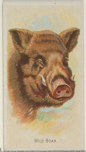 Wild Boar, from the Wild Animals of the World series (N25) for Allen & Ginter Cigarettes