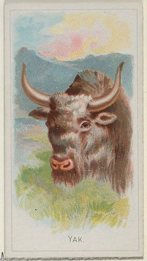 Yak, from the Wild Animals of the World series (N25) for Allen & Ginter Cigarettes