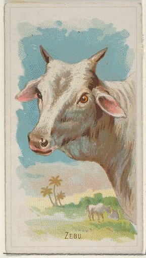 Zebu, from the Wild Animals of the World series (N25) for Allen & Ginter Cigarettes