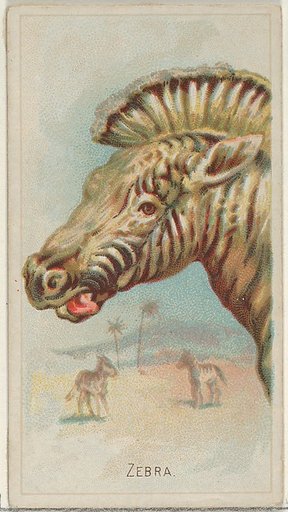 Zebra, from the Wild Animals of the World series (N25) for Allen & Ginter Cigarettes