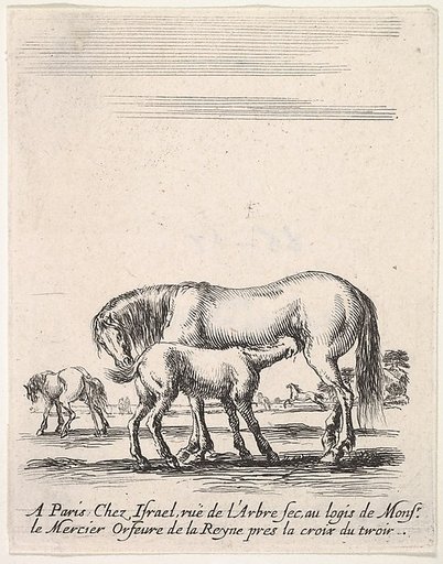 Mare suckling a foal in center, another foal urinating in back left, other horses in the background, from "Various cavalry exercises" (Diverses exercices de cavalerie)