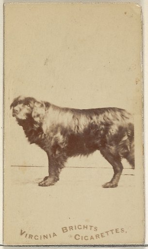 From the Dogs series (N47) for Virginia Brights Cigarettes