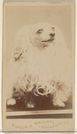 From the Dogs series (N47) for Virginia Brights Cigarettes